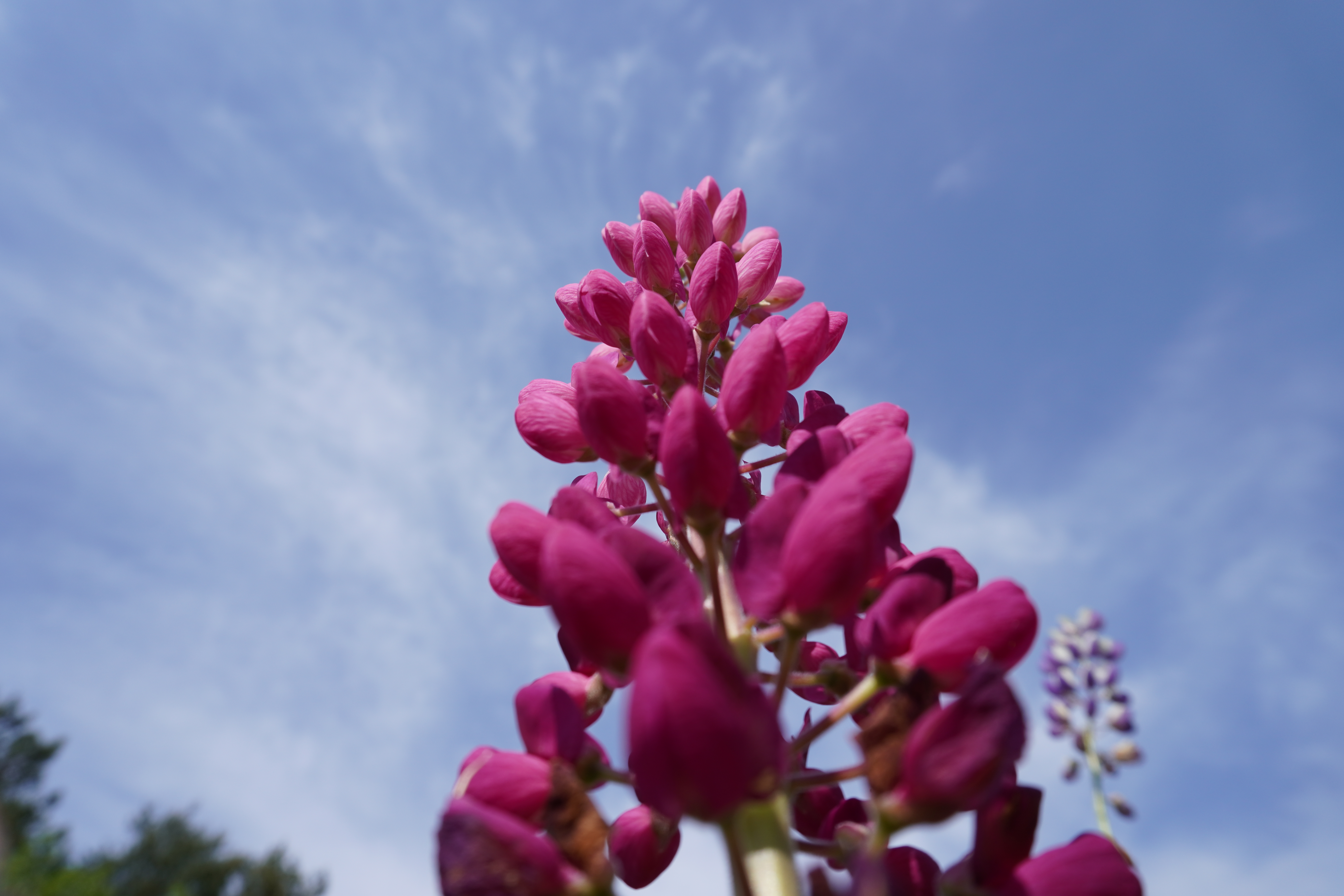 Photography by Lachlan Allison